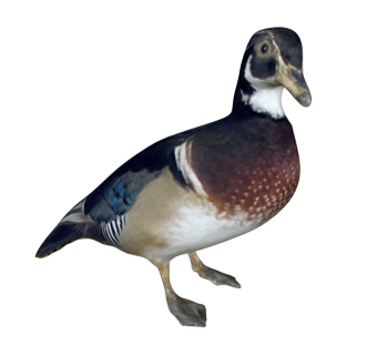 精品动物模型 鸳鸯 野鸭 (2)